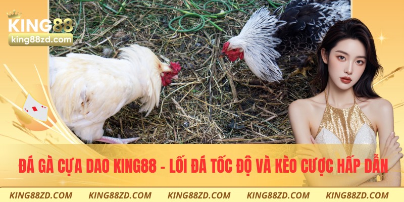 Đá gà cựa dao