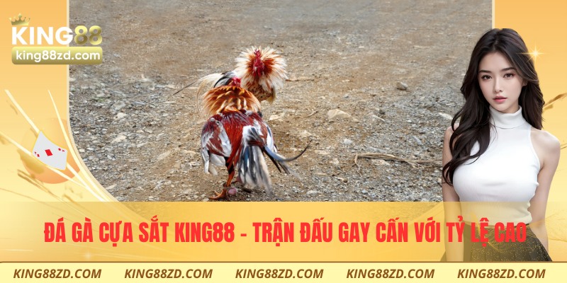 Đá gà cựa sắt
